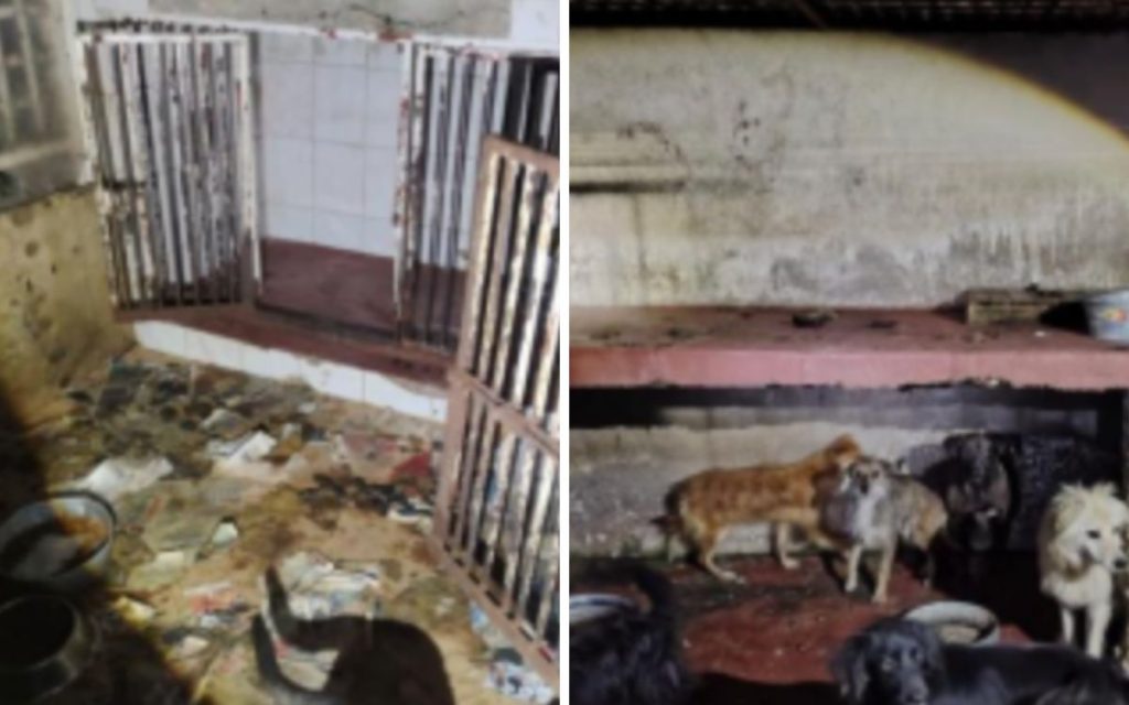 Fiscalía CDMX confirma hacinamiento y crueldad animal en Refugio Franciscano; gobierno tendrá resguardo temporal de perros y gatos