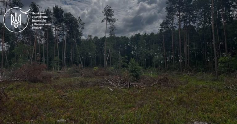 На Волині виявили незаконну вирубку лісу