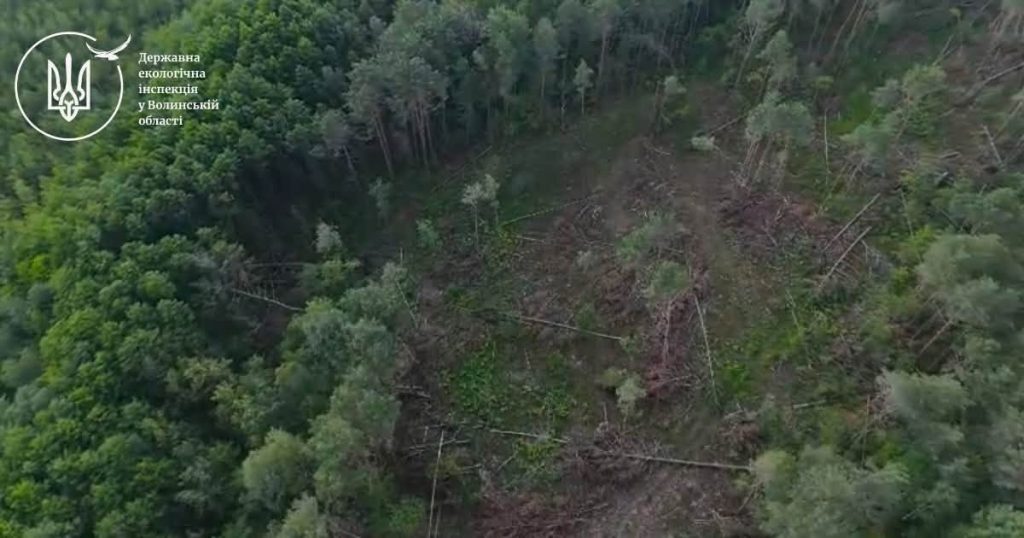 На території Буцинського лісництва - виявлено незаконну порубку 193 дерев